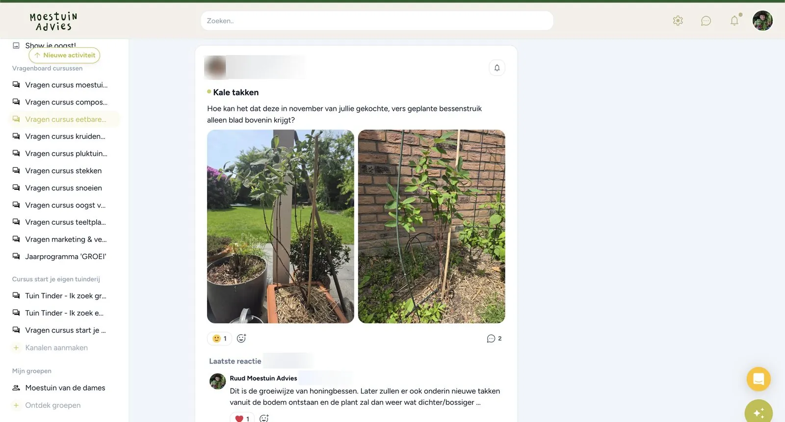 Bericht op het vragenboard over een pas geplante bessenstruik met alleen blad bovenin, met antwoord van Ruud