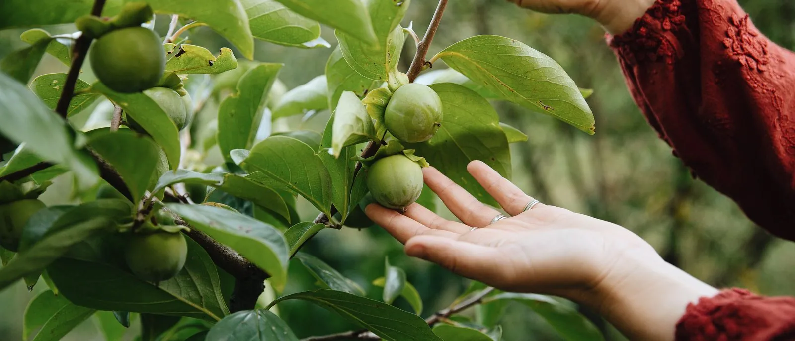 Handen bij een kakiboom vol jonge vruchten