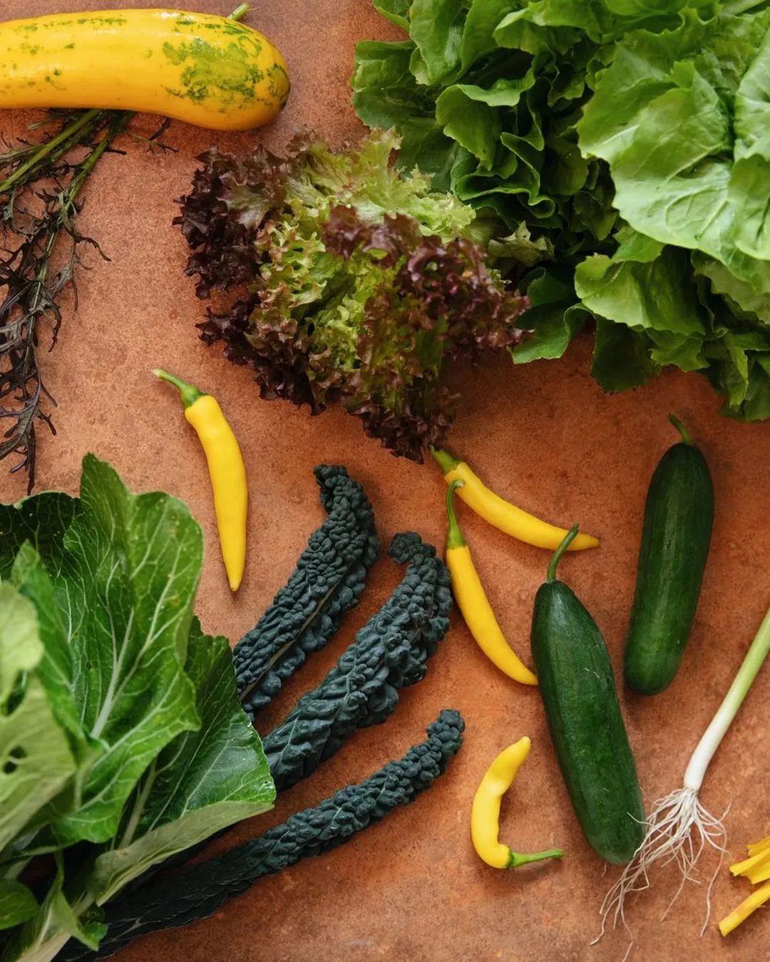 Verse oogst uit eigen tuin: sla, courgette, komkommer, snijbiet en pepers