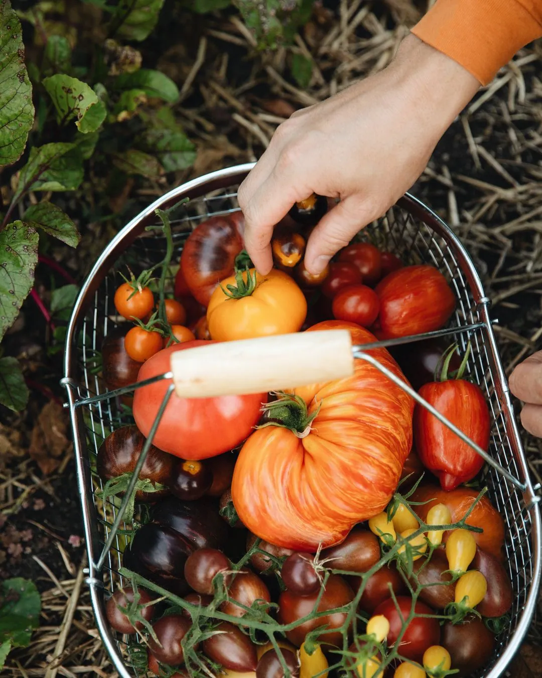 Oogstmand vol tomaten in allerlei kleuren en soorten